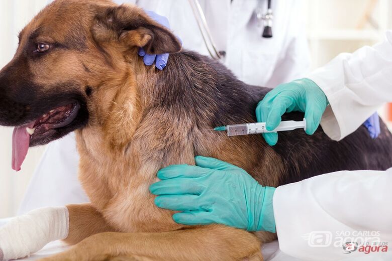 Vacinação contra raiva em cães e gatos acontece nos dias 19 e 26 deste mês; confira os postos -