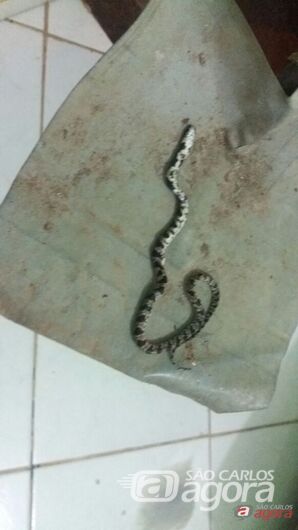 Cobra invade residência no Douradinho -
