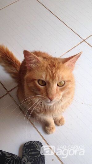 Gato está desaparecido -