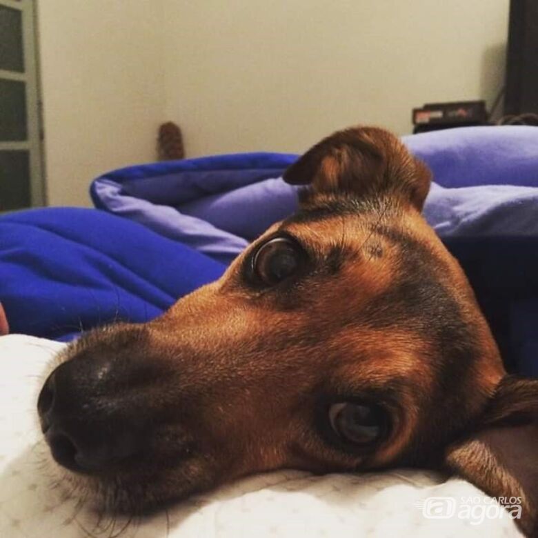 Após capotamento, família procura cachorrinho que estava no veículo - Crédito: Divulgação