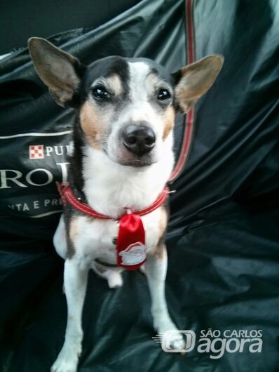Funerais PET informa falecimento do cachorrinho Baco -