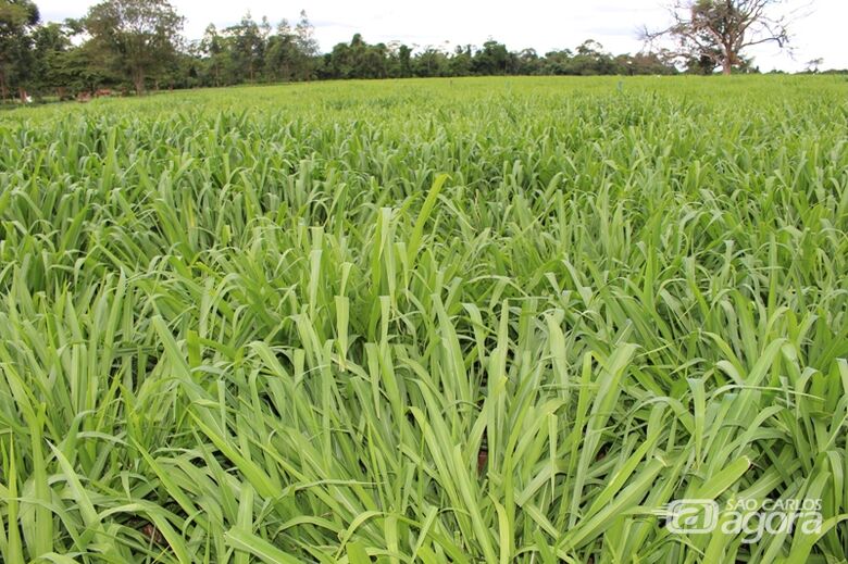 Pesquisa na Embrapa São Carlos diz que eficiência da adubação nitrogenada da pastagem depende de condições climáticas favoráveis - Crédito: Gisele Rosso