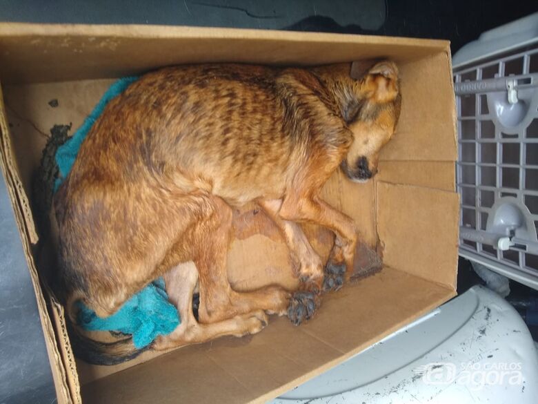 Morre cachorrinho que foi encontrado agonizando em caixa de papelão - Crédito: Divulgação