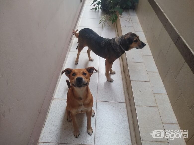 Thor sorri para a foto: felicidade pelo novo lar, ao lado dos novos irmãozinhos Spock e Mia - Crédito: Marcos Escrivani