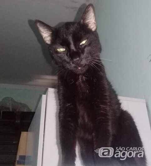 Homenagem ao Gatinho Fred -