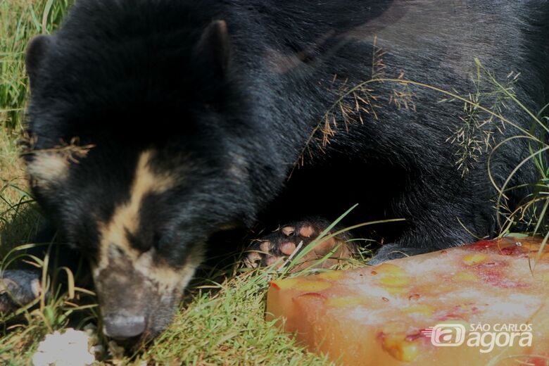 Animais do Parque Ecológico ganham sorvetes para amenizar o calor - Crédito: Divulgação