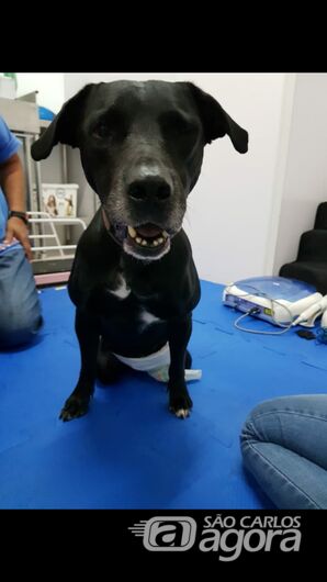 Cachorro Don precisa de ajuda -
