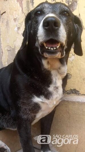 Funerais Pet: homenagem a Cachorrinha Vanessa -