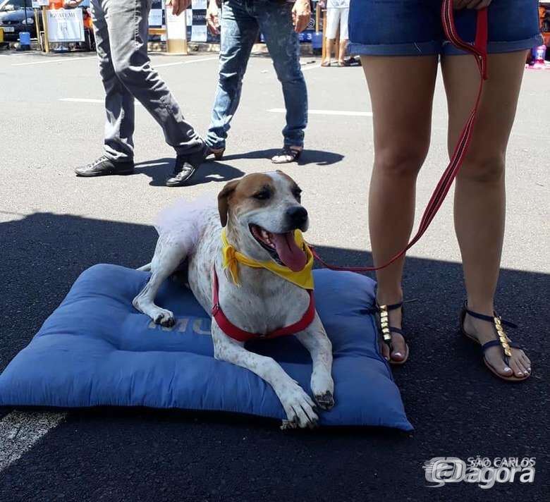 Cães e gatos devem ganhar novas famílias após Feira de Adoção - Crédito: Divulgação