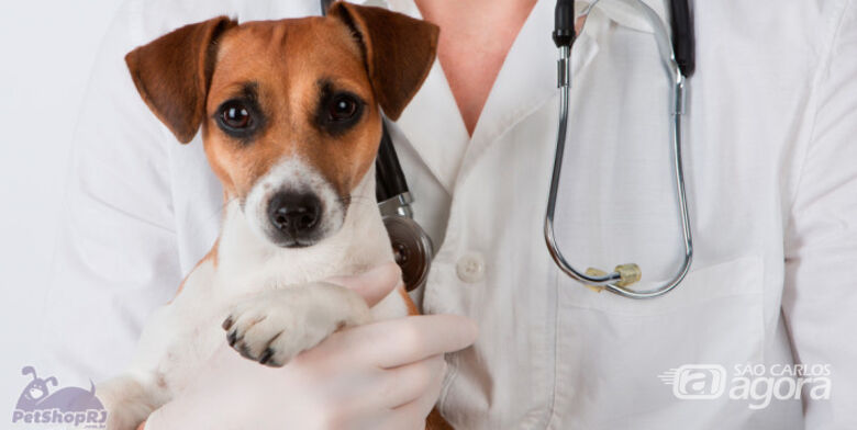 São Carlos inicia programa de castração de animais - Crédito: Divulgação