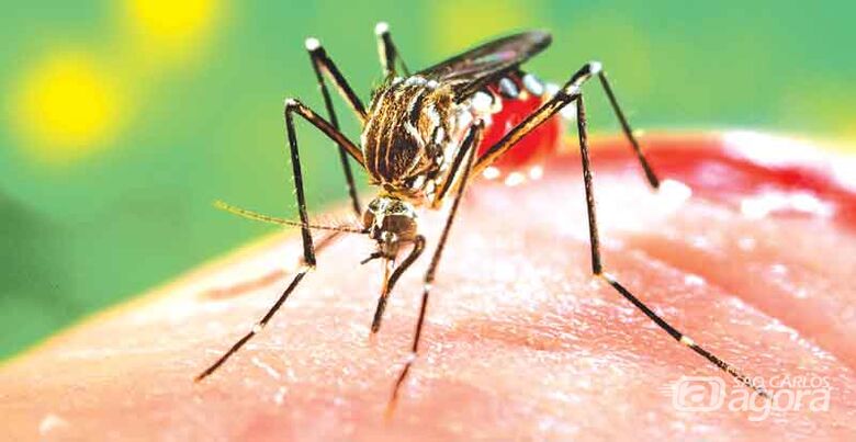 Epidemia: Araraquara registra 906 casos de Dengue neste ano - Crédito: Imagem Ilustrativa