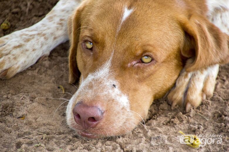 Sábado tem campanha de doação de ração em prol dos animais abandonados - Crédito: Pixabay