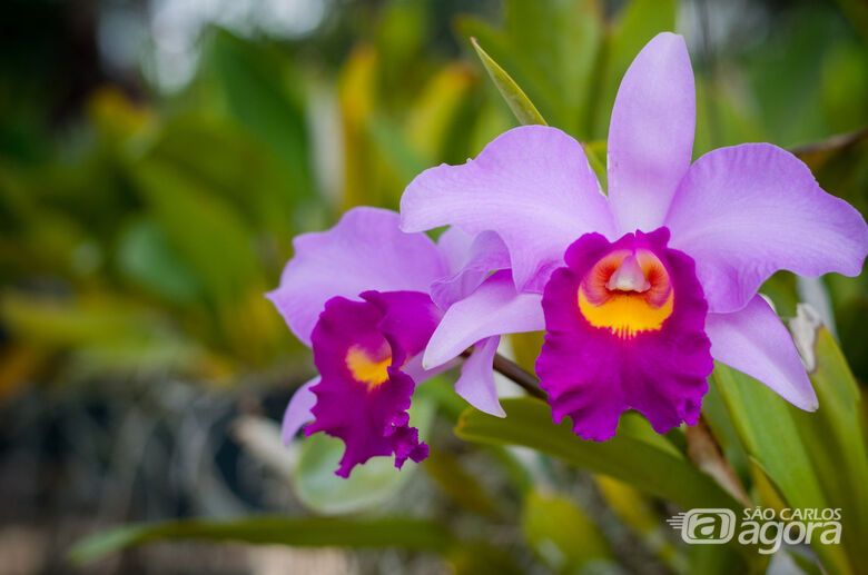 Feira de Orquídeas começa amanhã em São Carlos - Crédito: Divulgação