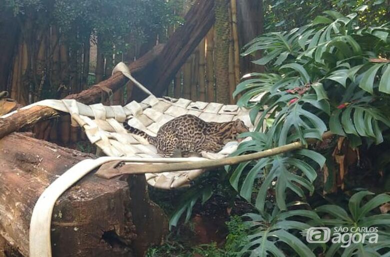Mangueiras de combate a incêndio se transformam em redes para os animais do Parque Ecológico - Crédito: Divulgação