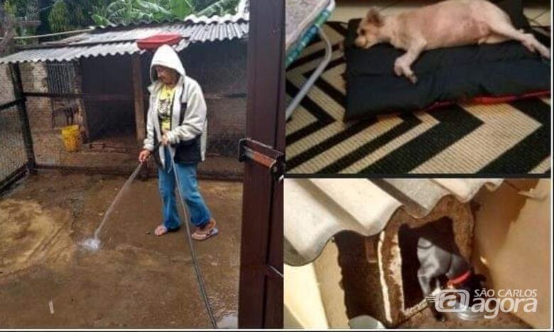 Mulher que cuida de 50 cães e 20 gatos precisa de ajuda -