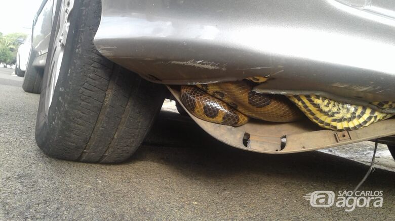 Cobra é encontrada dentro de carro - Crédito: Araraquara 24 horas