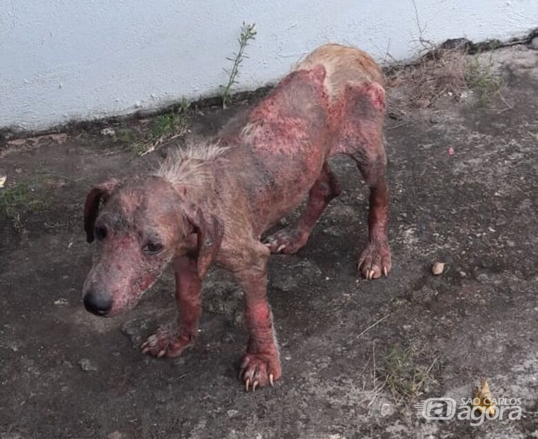 Cãozinho abandonado precisa de ajuda no Antenor Garcia - Crédito: Divulgação