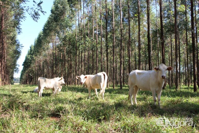 Pesquisas na Embrapa São Carlos buscam alternativas de produção sustentáveis para diminuir o impacto da pecuária no clima - Crédito: Gisele Rosso