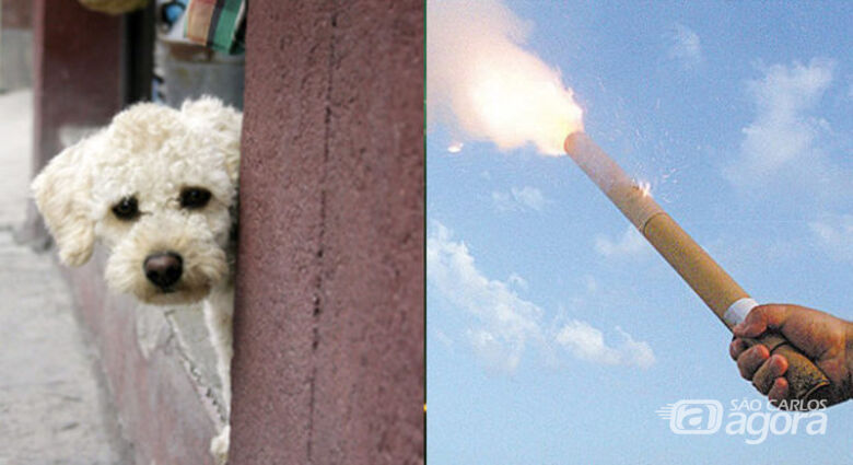 Câmara de Ibaté vai realizar audiência pública para discutir proibição de fogos de artifício - Crédito: Divulgação
