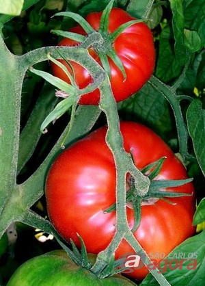 A requeima é uma das doenças mais destrutivas do tomateiro. Foto: Divulgação