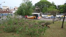 Vento também arrancou árvore na região da Rodoviária 