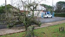 Árvore caída na rua Tiradentes, perto da Tapetes São Carlos 