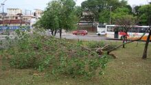 Vento também arrancou árvore na região da Rodoviária 