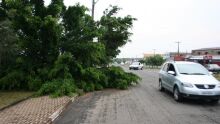 Em uma praça da avenida Bruno Ruggiero Filho, o ventou também derrubou essa árvore 