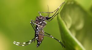 Dengue mata mais duas pessoas em São Carlos