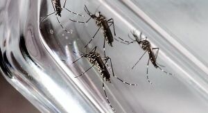 Em menos de uma semana, São Carlos confirma mais 221 casos de Dengue