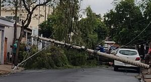 Chuva derruba árvore de grande porte e causa queda de dois postes no Presidente Collor