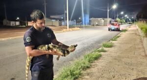 Defesa Civil de Ibaté captura jacaré e jararaca em Ibaté 