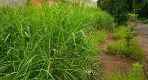 Mato alto gera reclamações em vários bairros; Prefeitura diz que há equipes em todas as regiões