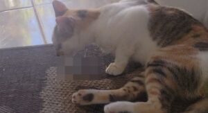 Moradores denunciam envenenamento de gatos no Jardim Pacaembu 