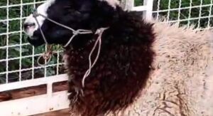 Carneiro é furtado e morto em chácara no Broa, afirma tutora