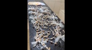 Força Tática apreende 480 pedras de crack em casa no na região da rodoviária
