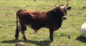 “Coraçãozinho” rende R$ 5 mil para a Rede Feminina de Combate ao Câncer