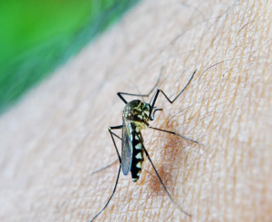 São Carlos registra 118 casos confirmados de dengue em 2026