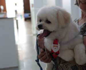 Paciente internado há longo período recebe visita de animal de estimação na Santa Casa