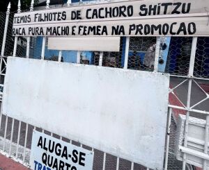Departamento de Defesa Animal interrompe comércio ilegal e apreende cão em São Carlos