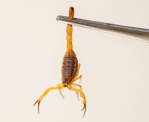 Moradora denuncia infestação de escorpiões no CDHU e pede providências