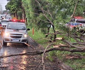 Árvore de pequeno porte cai na avenida Tancredo Neves, no Jardim Botafogo