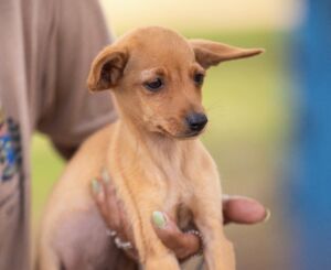 Canil municipal realiza feira de adoção de cães e gatos no próximo sábado 