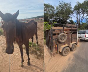 Defesa animal resgata equino em situação de maus-tratos
