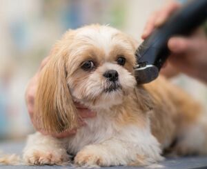 FESC abre inscrições para curso de Banho e Tosa