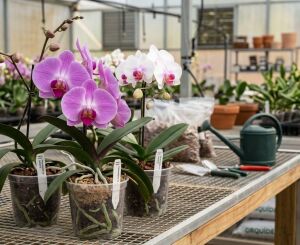 Prefeitura abre inscrições para curso gratuito de Cuidados com Orquídeas