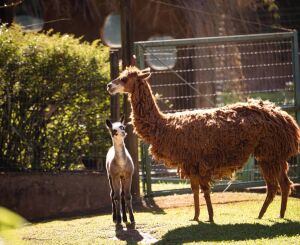 Parque Ecológico comemora nascimento de filhote de alpaca