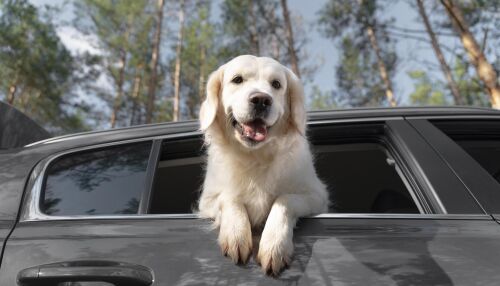 Tarcísio sanciona lei que autoriza sepultamento de cães e gatos junto com familiares