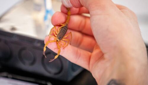 Moradora denuncia escorpiões no São Carlos 8