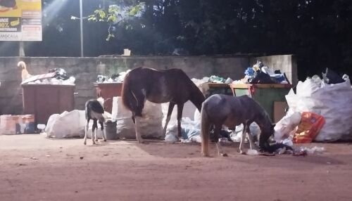 Cavalos soltos preocupam moradores do Aracê de Santo Antônio e Elton Carvalho cobra providências 